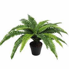potted natural green boston fern