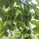 Image search result for “avocado tree”