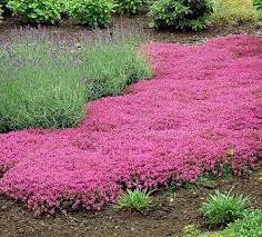 One way to cut back on the energy and resources you put into your yard is to incorporate ground covers into the. 15 Best Flowering Ground Covers For Sun Finding Sea Turtles Ground Cover Plants Perennial Ground Cover Flowering Ground Cover Perennials