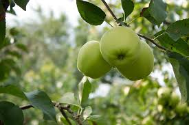 The Perfect Fruit Trees For An English