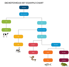 Dichotomous Key Template Online Editable Dichotomous Key