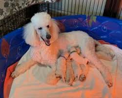 poodle puppies near charlotte