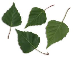 Image result for birch leaves