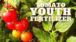 tomatoes tomato fertilizer