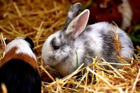 rabbit bedding indoor rabbit pet rabbit