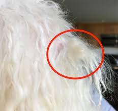 why your dog s coat gets matted and