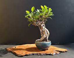 Фикус женшен представлява многогодишно растение, което може да се отглежда като саксийно. Kak Da Raste Bonsaj Fikus U Doma Obsha Informaciya 2021