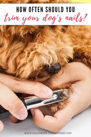 nail trims how often does your pooch