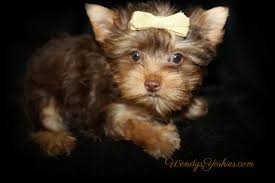 Her name is madeleine (maddie). Female Teacup Yorkie Puppies For Sale In Tx Wendys Yorkies