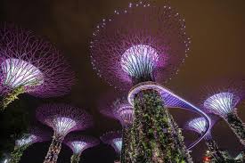 supertree grove at gardens by the bay