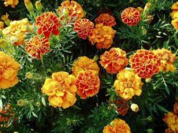 Maybe you would like to learn more about one of these? Top Orange Annual Flowers For Your Garden Hgtv