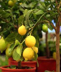 Yes You Can Grow A Lemon Tree Garden