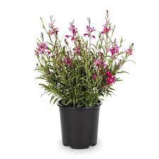 Free delivery and returns on ebay plus items for plus members. 2 5 Quart In Pot Gaura L8859 In The Perennials Department At Lowes Com