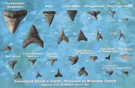 Shark Tooth Identification Chart Shark Teeth Megalodon