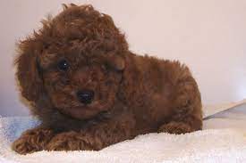 poodles puppies nyc poodles