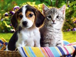 100 kitten and puppy wallpapers
