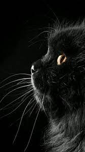 Black Cat Hd Phone Wallpaper Peakpx