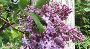 I used 1 teaspoon epsom salt added to a gallon water and the leaves straightened out soon after. Tips For Pruning Lilacs To Encourage Blooms For Next Year