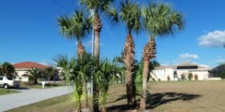 10 Palm Tree Care Mistakes Beautiful