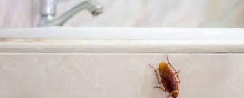 the top 8 best ways to kill roaches