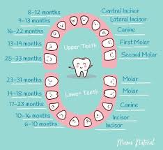 Baby Teeth Chart What Order Do They Come In Mama Natural