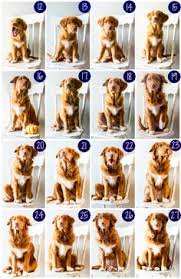 8 Best Puppy Growth Chart Images Cute Animals Dogs Cute Dogs