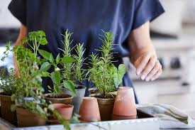 how to herb garden indoors outdoors