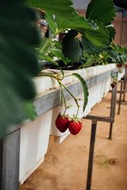 thinking about growing strawberries