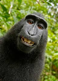 Memes that are better than having a girlfriend. Monkey Selfie Copyright Dispute Wikipedia