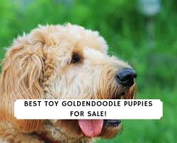 8 best toy goldendoodle puppies for