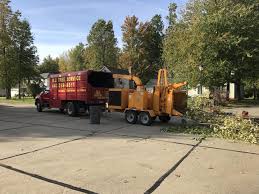 Palm trees are very heavy and can damage nearby structures, so consider hiring a tree removal company. About Mj Tree Service Eastlake Tree Removal Company