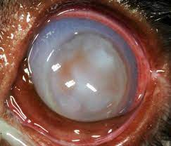 treatment of corneal ulcers willows