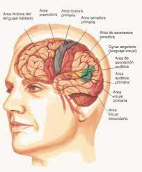 Diez cosas que deberias saber de tu cerebro - Ciencia y...