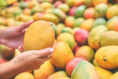 Image result for golden mango