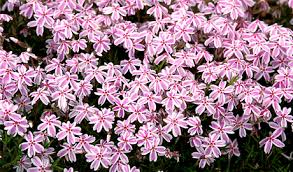 Perennial flower seeds create season after season of easy, reliable beauty. A Guide To Planting Perennial Flowers The Dirt Blog Stauffers
