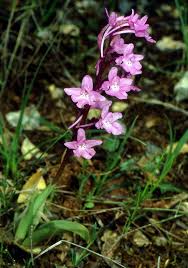 Orchis quadripunctata - Wikipedia