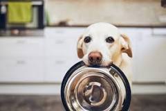 what-can-i-feed-my-dog-instead-of-dog-food