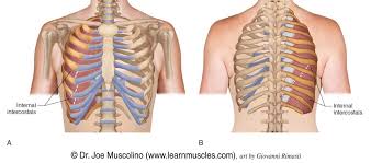 The human rib cage is a component of the human respiratory system. Internal Intercostals Learn Muscles
