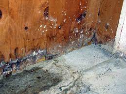 Mold loves temperatures between 60 and 80 degrees f, a little bit of moisture, some tasty surfaces to feed on, and plenty of room to grow—all of which the. Moldy Basement Identify Treat And Prevent Mold Growth Vines Plumbing