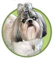 Why buy a shih tzu puppy for sale if you can adopt and save a life? Shih Tzu Puppies For Sale In Massachusetts And New Hampshire Windsong Shih Tzu