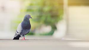 les pigeons signification spirituelle