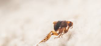 do fleas live without a host or food