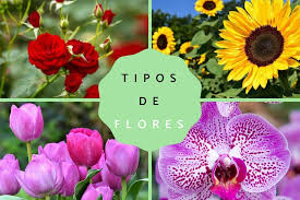 10 tipos de flores con sus nombres