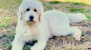 labradoodles and bordoodle breeder nsw
