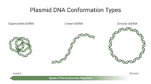 dna rna markers and ladders aat