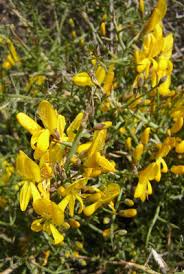 Genista corsica (Loisel.) DC. | Plants of the World Online | Kew ...