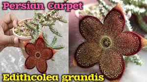 persian carpet exotic flower plant