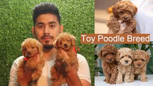toy poodle puppy cute toy poodles