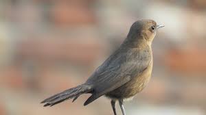 It is a migratory insectivorous species. Nightingale Bird Free Photo On Pixabay