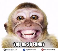See more ideas about funny animals, animal gifs, funny animal videos. Monkey Memes